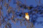 Red-billed Quelea, Zimbabwe