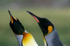 South Georgia Island, Gold Bay, King penguins