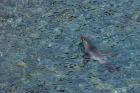 Southern Fur Seal Swimming in Clear Water, South Georgia Island, Antarctica