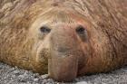 Bull elephant seal, South Georgia Island, Antarctica