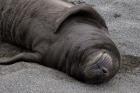 Elephant Seal Pup Sleeps on Beach, South Georgia Island, Antarctica