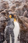 South Georgia, Salisbury Plain, King penguin