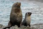 South Georgia Island. Mother fur seal and pup