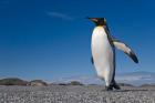Strutting King penguin