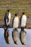 King penguin reflections