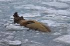 South Georgia Island, Bull elephant seal