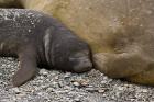 South Georgia Island, Salisbury Plain, Elephant seals