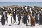 Colony of King penguins