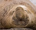 South Georgia Island, Sleeping bull elephant seal