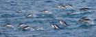 South Georgia Island, Gentoo penguins