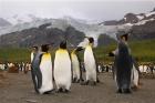 King penguins, Gold Harbor, South Georgia