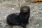 South Georgia Island, Southern fur seal pup