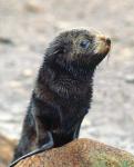 Close up of fur seal pup