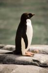 Antarctica. Adelie penguin.