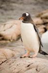 Antarctica. Adult Gentoo penguins on rocky shoreline.