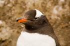 Fledgling Gentoo Penguin, Antarctica