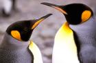 Two Penguins, Sub-Antarctic, South Georgia Island
