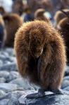 South Georgia Island. King Penguin youth