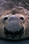 South Georgia Island, Southern Elephant Seal