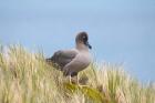 Light-mantled sooty albatross bird, Gold Harbor