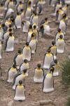 King penguins, Salisbury Plain