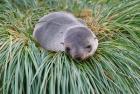 Antarctic Fur Seal, Hercules Bay, South Georgia, Antarctica