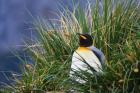 Close up of King Penguin, Antarctica