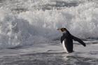 King Penguin in the surf, Antarctica