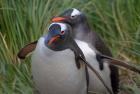 Gentoo Penguin in the grass, Cooper Baby, South Georgia, Antarctica