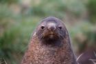 Antarctic Fur Seal, Cooper Baby, South Georgia, Antarctica