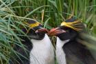 Macaroni Penguin, Cooper Baby, Antarctica