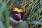 Macaroni Penguin in the grass, Cooper Baby, South Georgia, Antarctica