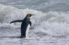 King Penguin, Salisbury Plain, South Georgia