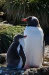 Gentoo Penguin, Prion Island, South Georgia, Antarctica