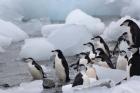 Chinstrap Penguins, South Orkney Islands, Antarctica