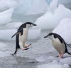 Chinstrap Penguins on ice, Antarctica