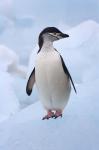 Chinstrap Penguins on ice, South Orkney Islands, Antarctica