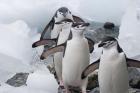 Four Chinstrap Penguins, Antarctica