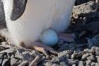 Adelie Penguin nesting egg, Paulet Island, Antarctica