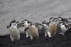 Chinstrap Penguin on the beach, Deception Island, Antarctica