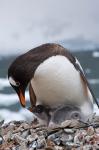 Gentoo Penguins, Neko Harbor, Antarctica