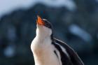 Gentoo Penguin chick, Neko Harbor, Antarctica