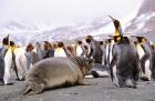 Southern Elephant Seal weaned pup in colony of King Penguins