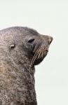 Close up of Antarctic Fur Seal, South Georgia, Sub-Antarctica