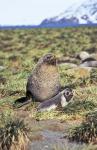 Antarctic Fur Seal with pup, South Georgia, Sub-Antarctica