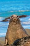 Southern Elephant Seal cow, South Georgia