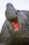 Southern Elephant Seal bull, South Georgia