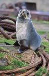 Antarctic Fur Seal sitting on ropes, South Georgia, Sub-Antarctica