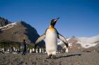 King Penguin, South Georgia Island