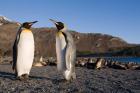 Pair of King Penguins, South Georgia Island